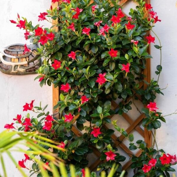 Mandevilla 'Jade Red' Dipladenia growing on trellis bright red flowers Diamantina
