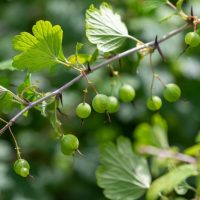 Ribes uva crispa European gooseberry fruits edible berries hanging off a branch with green leaves