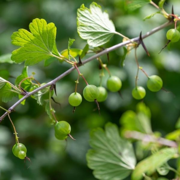 Ribes uva crispa European gooseberry fruits edible berries hanging off a branch with green leaves