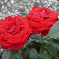 Two red roses are growing in a garden.
