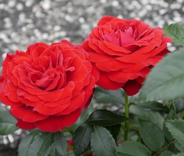 Two red roses are growing in a garden.