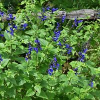 Salvia bullulata Winter Blue Sage masses of bright electric blue flowers with green foliage