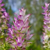 Salvia sclarea Clary sage flowers mauve purple upright blooms