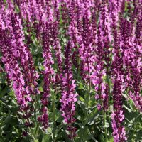 Salvia superba Merleau Rose flowering Sage. Masses of hot pink purple rose soft spiked flowers