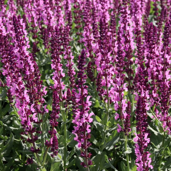 Salvia superba Merleau Rose flowering Sage. Masses of hot pink purple rose soft spiked flowers