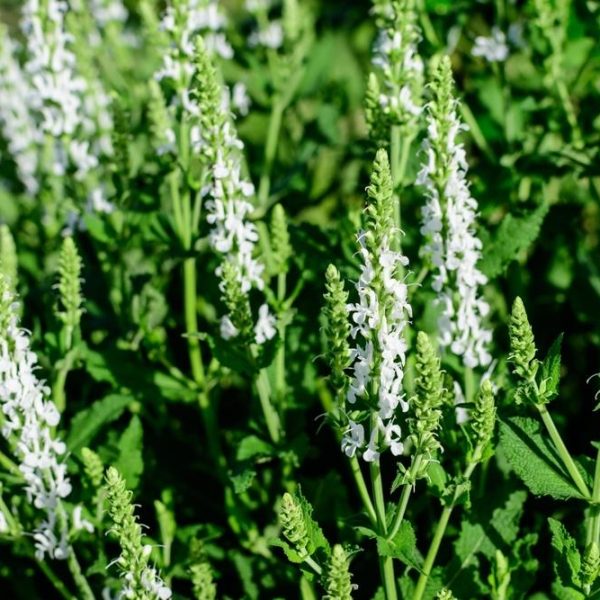 salvia superba merleau white flowering sage blooming with breen foliage