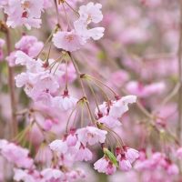 A close up of modern pink flowers on a tree in a garden.