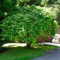 A large modern tree in a garden.