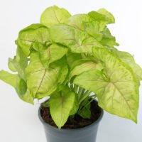 Syngonium podophyllum Sunshine Speckles with green leaves and red veins on a white background.