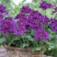 Verbena peruviana Cadet Upright™ Blue purple potted plant
