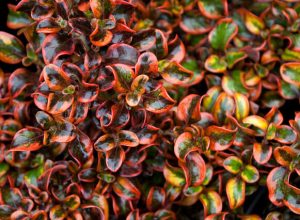 Coprosma 'Tequile Sunrise'