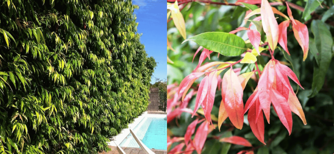 Weeping Lilly Pilly Hedge