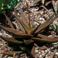 Aloe hybrid Latte with coffee chocolate brown coloured foliage and orange flower on pebbles planted