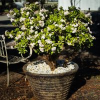 Crassula ovata Jade leaved succulent plant in a pot with white stones at country property filled of white flowers