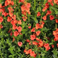 Diascia mass flowerign red blooms with green foliage diascia red