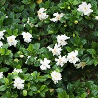 Gardenia jasminoides Buttons Cape Jasmine stunning fragrant creamy white flowers with yellow centres against lush green glossy foliage and leaves