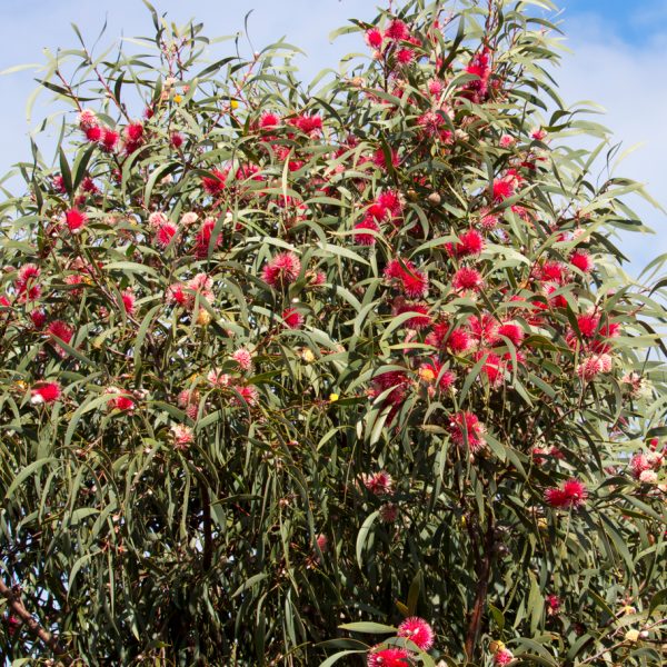 A towering Crassula 'Buddha's Temple', with its dense, stacked leaves, stands majestically like a sculpture against the backdrop of a clear blue sky.