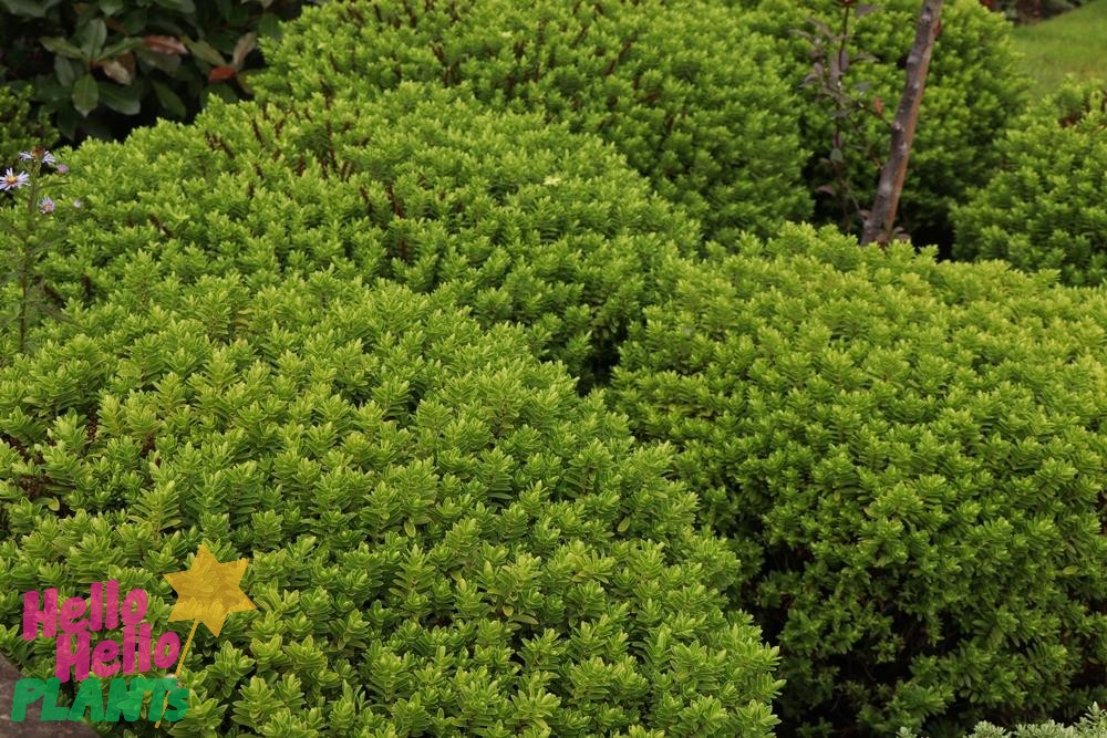 soft green balls growing in a garden green foliage hebe emerald green