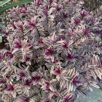 A plant with small, narrow leaves featuring purple and green variegation, with bright purple centers, offers stunning inspiration for any garden. This striking Hebe 'Inspiration' 8" Pot (Bulk Buy of 10) is perfect for those looking to bulk buy and add a vibrant touch to their outdoor space.