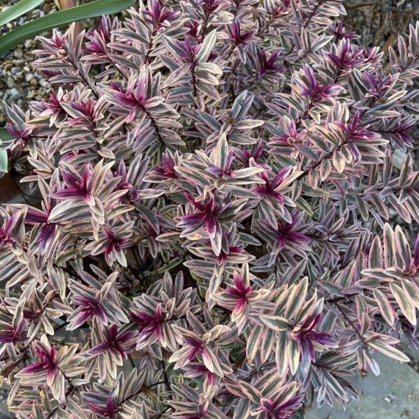 A plant with small, narrow leaves featuring purple and green variegation, with bright purple centers, offers stunning inspiration for any garden. This striking Hebe 'Inspiration' 8" Pot (Bulk Buy of 10) is perfect for those looking to bulk buy and add a vibrant touch to their outdoor space.