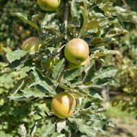 Malus domestica Harmony™ Columnar Apple upright growing apple tree with yellow fruits on tree branches