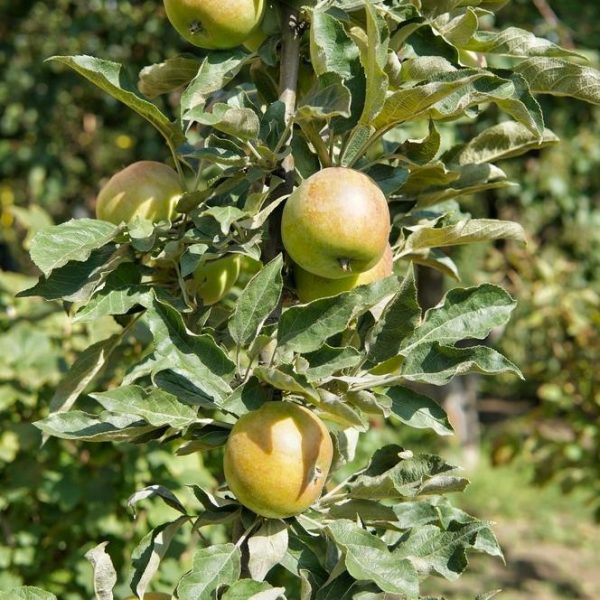 Malus domestica Harmony™ Columnar Apple upright growing apple tree with yellow fruits on tree branches
