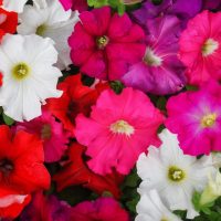 Petunia hybrid Colour Parade mix. Masses of trumpet shaped colourful flowers full of pink red purple and white. Cottage style flowering annual plants