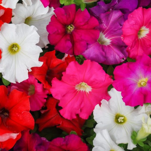 Petunia hybrid Colour Parade mix. Masses of trumpet shaped colourful flowers full of pink red purple and white. Cottage style flowering annual plants