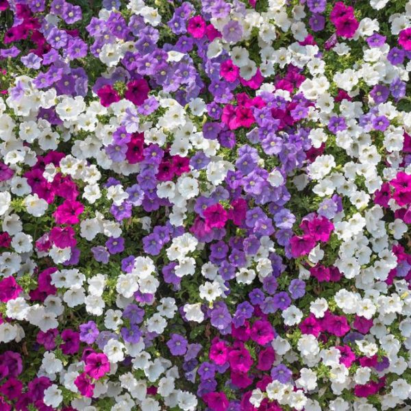 Petunia hybrid Waterfall mix flowering annual cottage plants borders garden beds trumpet shaped flowers filled of purple white and lilac or light blue