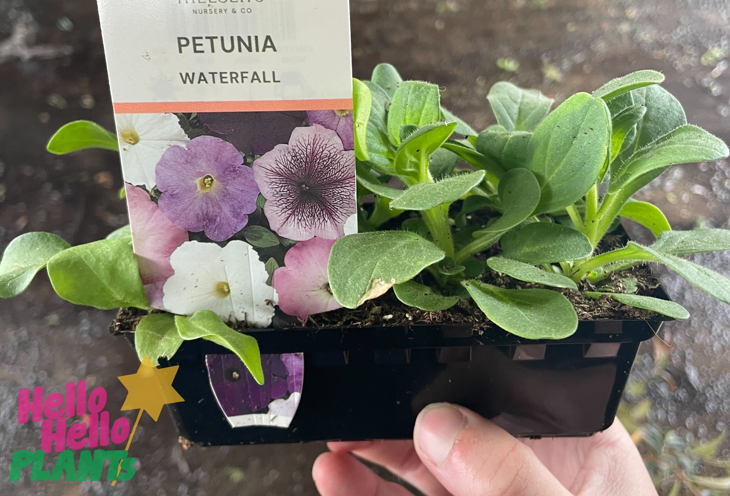 Petunia hybrid Waterfall Mix in small black Punnet with label of multicoloured petunia flowers