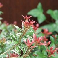 A close-up of the Prunus 'Cherry Laurel' plant showcases its stunning green and white variegated leaves with small red-tipped foliage, all set against a lush green background. This beautiful specimen is available in a 12" pot for your garden and can be purchased as part of our bulk buy option, which includes 10 pots.