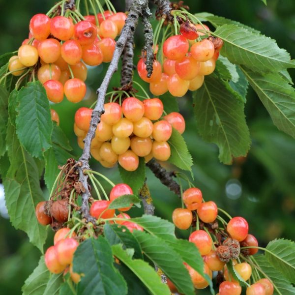 Clusters of ripe yellow and red cherries hang from a tree branch with green leaves, resembling the abundant harvest you'd achieve from a Prunus 'Cherry Laurel' 12" Pot (Bulk Buy of 10).