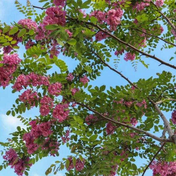 Robinia x ambigua Casque Rouge Tree Purple flowering robinia with green leaves and branches against a blue sky