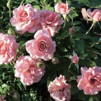 Pink Rose 'Aussie Magic' Bush Form blooming in a garden with green leaves.