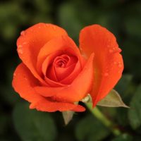 Rosa hybrid tea Fearless PBR rose vibrant bright orange small shaped blooms rose flower
