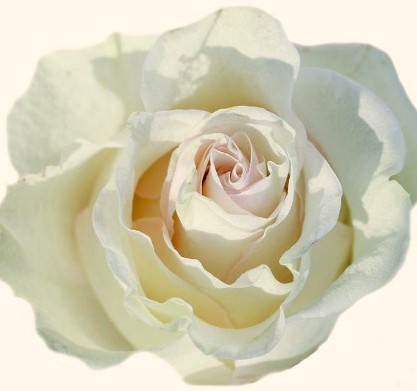 Close up of Rosa hybrid tea Amazing Grace creamy white rose flower ruffled petals
