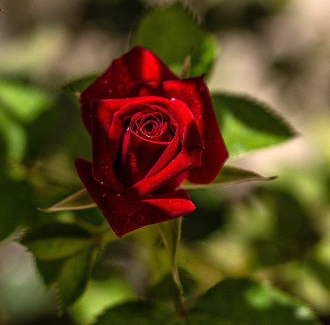 Rosa hybrid tea Cara Mia small bright red rose with beautiful petals above long stems and green foliage