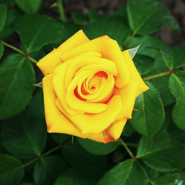 Rose hybrid tea Lord Gold Rose yellow perfect roses with green leaves