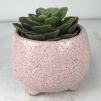 Tang Bowl with Feet Rose pink decorative glazed pots for feature plants with a succulent inside