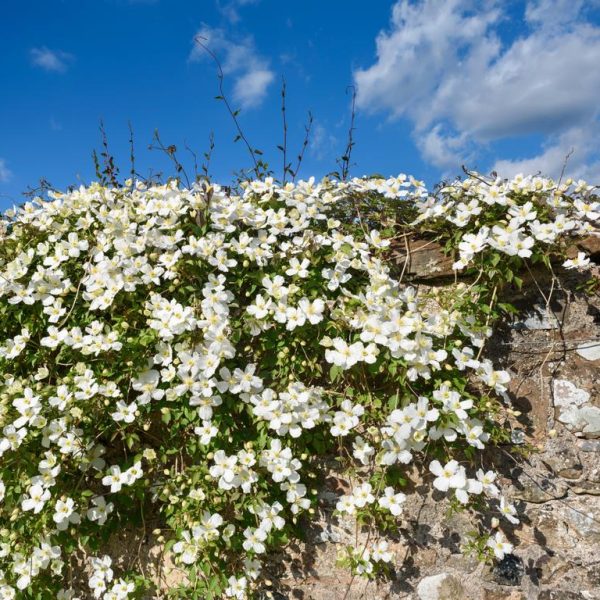 Clematis montana alba White star shaped open flowers growing on a stone wall creeping down