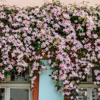 clematis montana rubens rubra growing on the side of a building. pink star shaped flowers