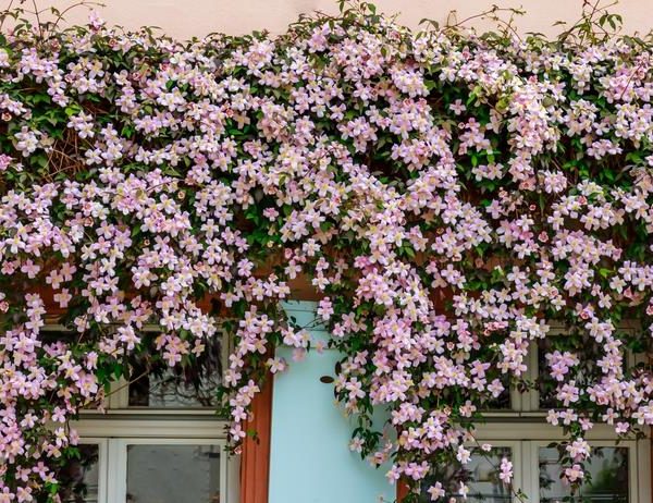 clematis montana rubens rubra growing on the side of a building. pink star shaped flowers
