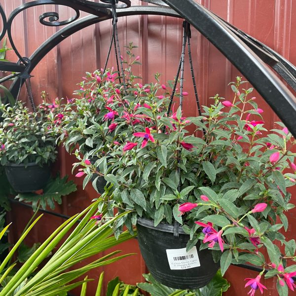 Fuchsia x hybrida Electric Lights hanging baskets green leaves anf hot pink and purple tubular flowers