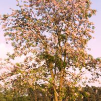 robinia decaisneana Pink Wisteria Tree advanced flowering season in open paddock with blue sky in the background