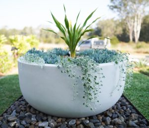 Big pot small plants