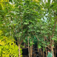 Acer campestre Dwarf Field Maple Standard Nishikis Nana Maple trees with green leaves and trunks