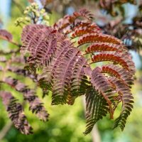 A close up of the leaves of an Albizia 'Chocolate Fountain™' Silk Tree burgundy