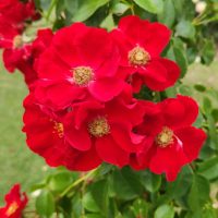 clusters of bright red open shaped rose flowers with yellow stamens in the centre Apache modern shrub rose