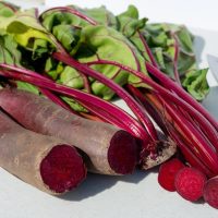 BEETROOT CYLINDRA VEGETABLE LONG ELONGATED EDIBLES PLANTS PURPLE