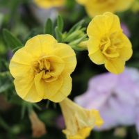 Calibrachoa hybrid MiniFamous® Double Yellow flowers million bells mini petunia in a bunch mass flowering for cottage gardens or hanging baskets